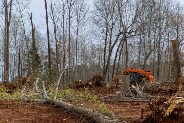 Tree and Shrub Care in Jerome, ID