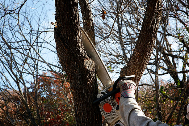 Trusted Jerome, ID Tree Removal Services Experts