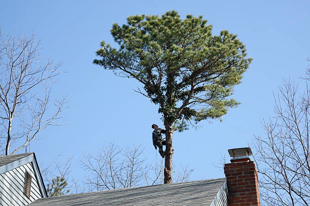 How Our Tree Care Process Works  in  Jerome, ID